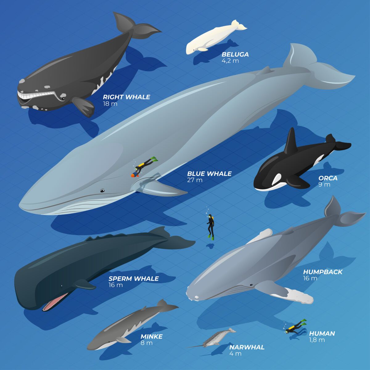 WorldOceansDay's tweet photo. These magnificent giants of the sea have played a significant role in our planet's ecosystem and cultural narratives. Every year on the third Sunday in Feb, people around the world come together to celebrate and raise awareness about the conservation of whales on #WorldWhaleDay. https://t.co/35Gvc04ylZ