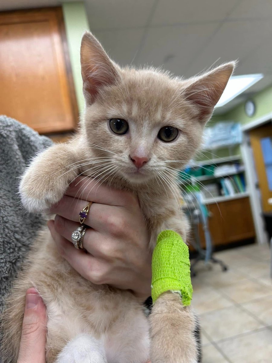 This baby is Todd 💚

He's 9 weeks old and was brought in for eating some human medication. We hospitalized him for 8 years to monitor him, and sent him home with some medication and instructions to follow up with his regular Veterinarian.

We're so glad you're ok, Todd!