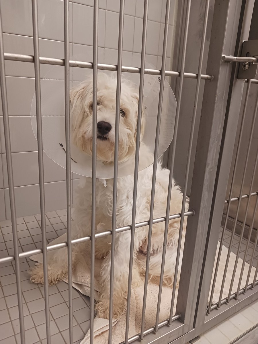 OLAF!

This adorable, 8 month old Doodle is with our rescue friends at the Four Legged Ranch Rescue. He came to see us for his neuter and vaccines, and he was a very good boy.

We hope you find the best forever home, Olaf!
