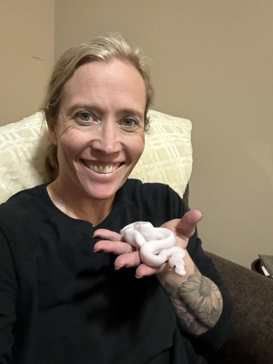 barbedol's tweet image. Went to the reptile expo at Beardmore center to get feeder rats and came home with this gorgeous little girl. 
Meet Lucy!
#Snakemom #BallPython #ILoveLucy