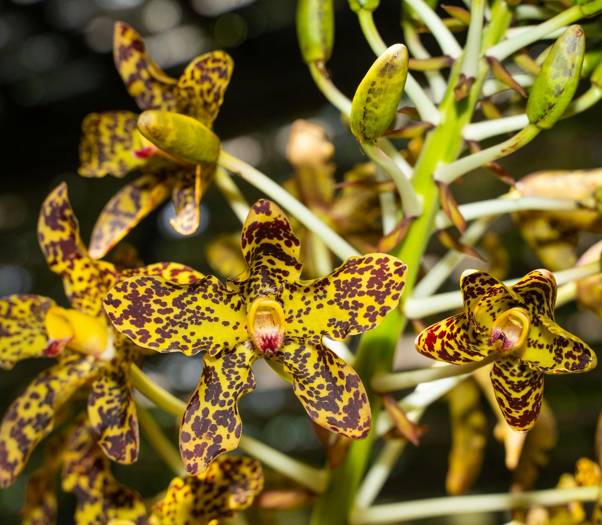 Naples Botanical Garden tweet media