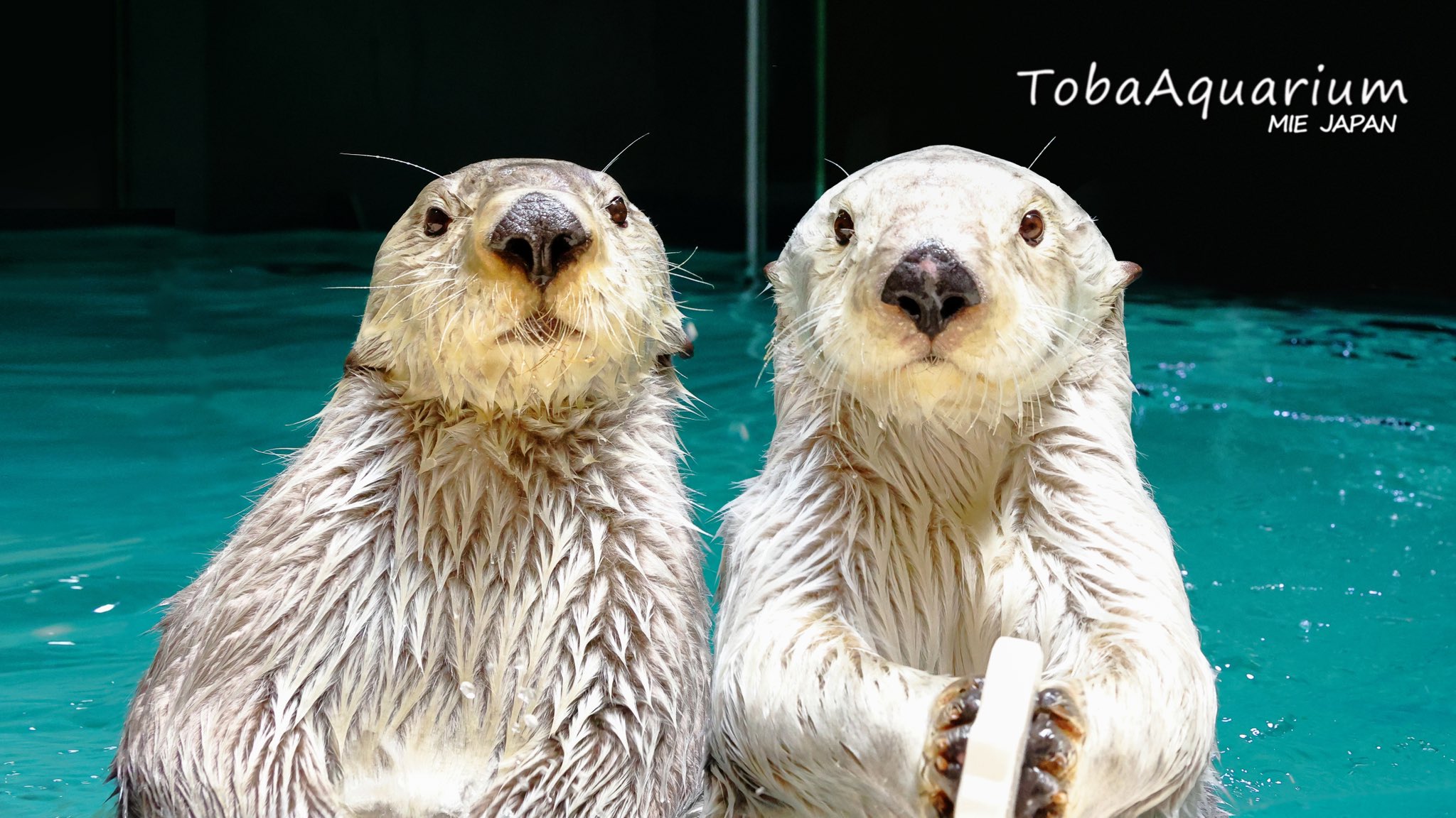 鳥羽水族館（TOBA AQUARIUM） on X: 