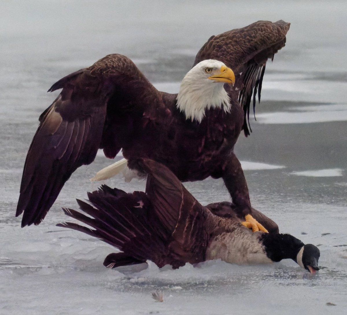 Me: “Grok, who won the USA vs Canada hockey game.  Show me using a picture” 

Grok: