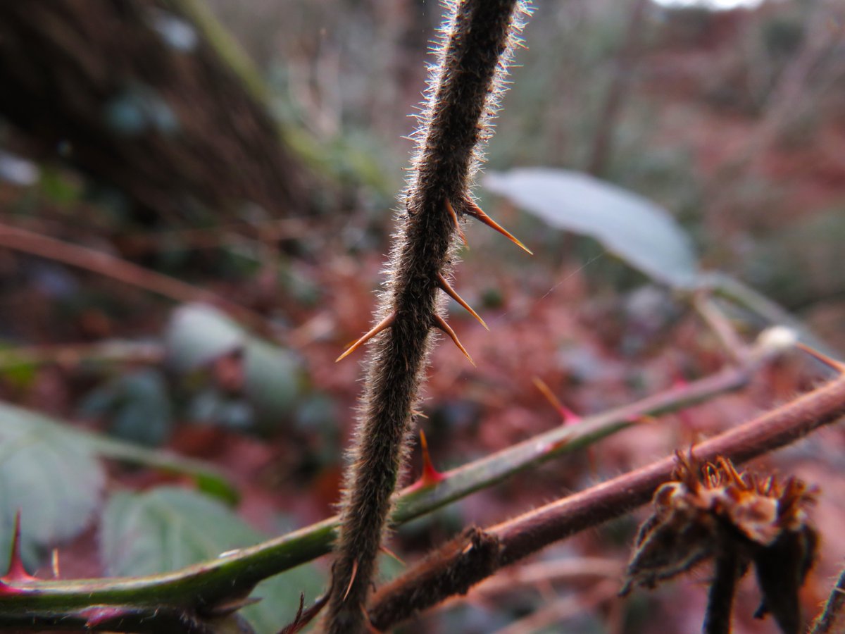 MatthewShute's tweet image. Exploring a thorny matter for #MacroMonday #NaturePhotography 
🤎 💚 🧡 ❤️