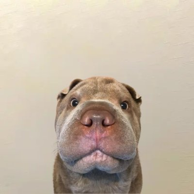 watsplan's tweet photo. I think this has billy/wif narrative, memeable cool dog that can be edited in multiple ways, I'm running the CTO.

89PXJwc86yEWcQ9NoZnDX6v5JMT8ncFaRvBNFefUpump

https://t.co/uhzQIn0kp6

$BILLY $WIF #Solana #Binance https://t.co/gkYt0x1k2A