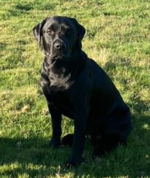 Missing Pets GB tweet media