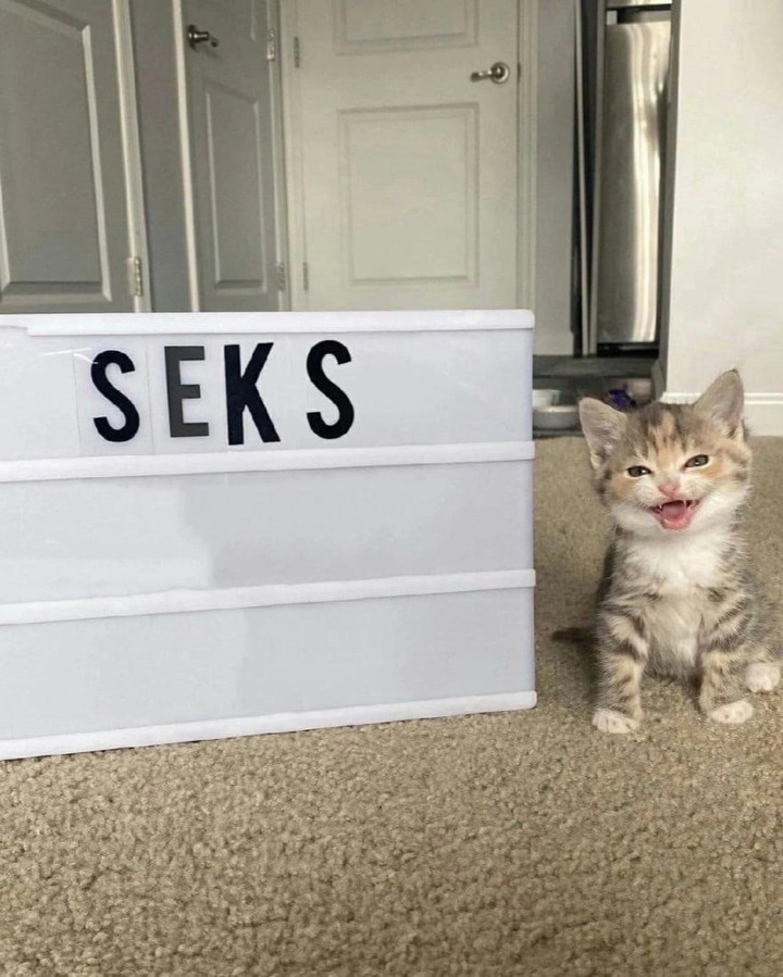 Punch Cat (@punchingcat) on Twitter photo 