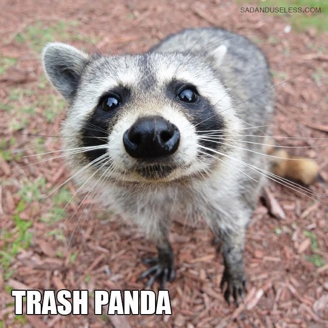 drunkopie's tweet photo. It's official baby season and if you find any of these animals who are orphaned, injured, or otherwise displaced, please give us a call! We can help you determine if the animal needs assistance, or if it should be left alone.  

#raccoon #squirrel #opossum #bunny #thedrunkopossum #wildliferehabilitation