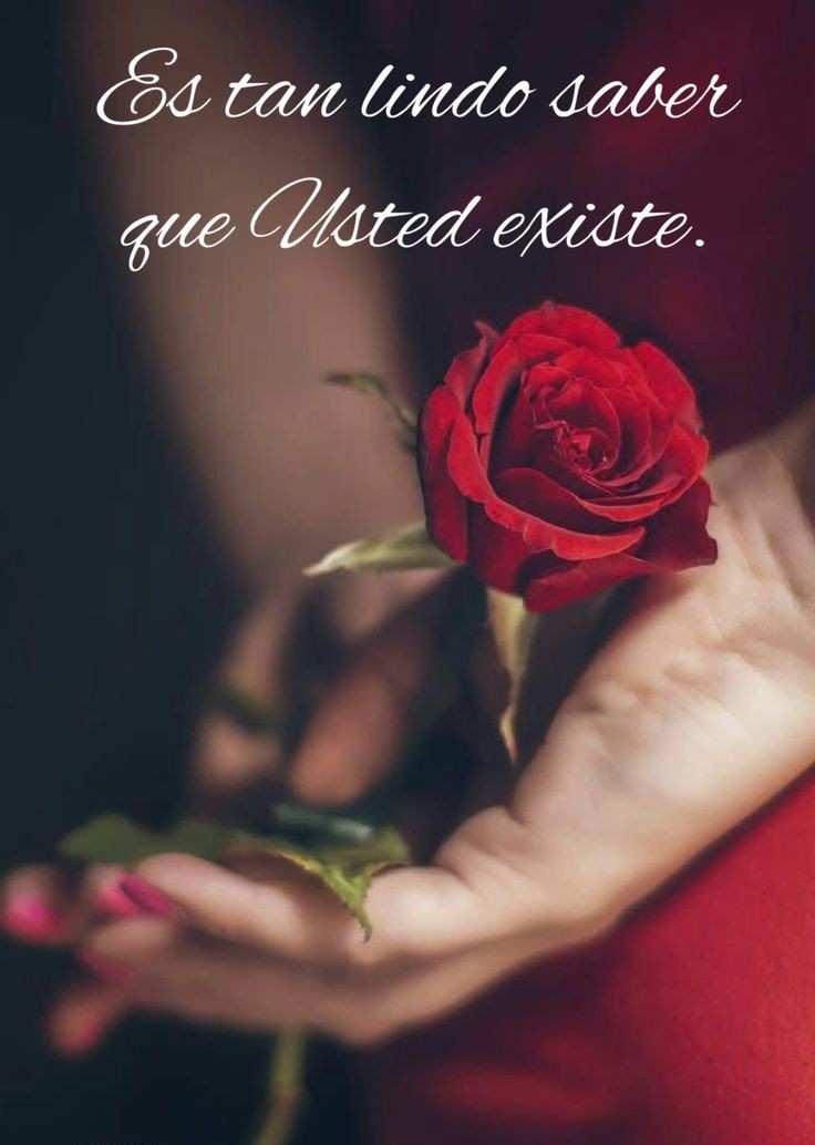 Mis rosas bellas. Tú siempre solías agradarme con ellas.
Seducción que en exquisita fragancia destilaban tus letras al amanecer. Igual los sueños que la lluvia ahoga, al otro día quedan las marcas de las gotas.
Tan solo con eso un alma rota pudiera llenarse de placer.