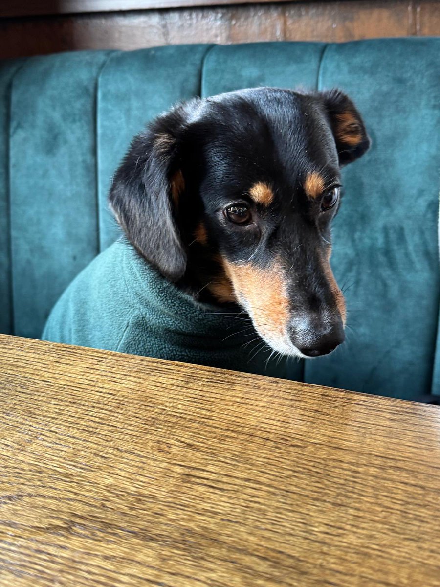 Arnold, not happy with the matching furniture!!! ♥️🐶