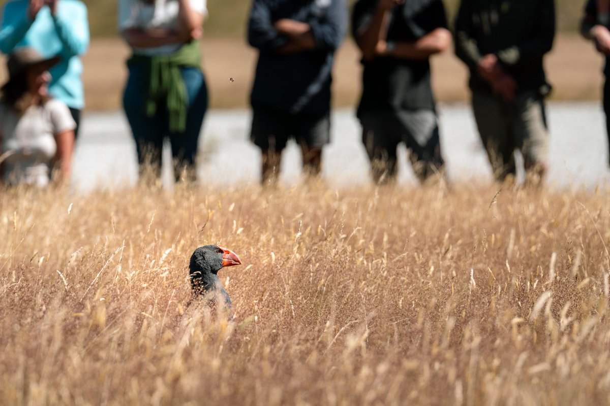 Takahē released to grow wild population.

Efforts to expand a wild population of takahē near Queenstown began last week with the release of 18 birds in the Rees Valley.

Read more: bit.ly/4hucdZi