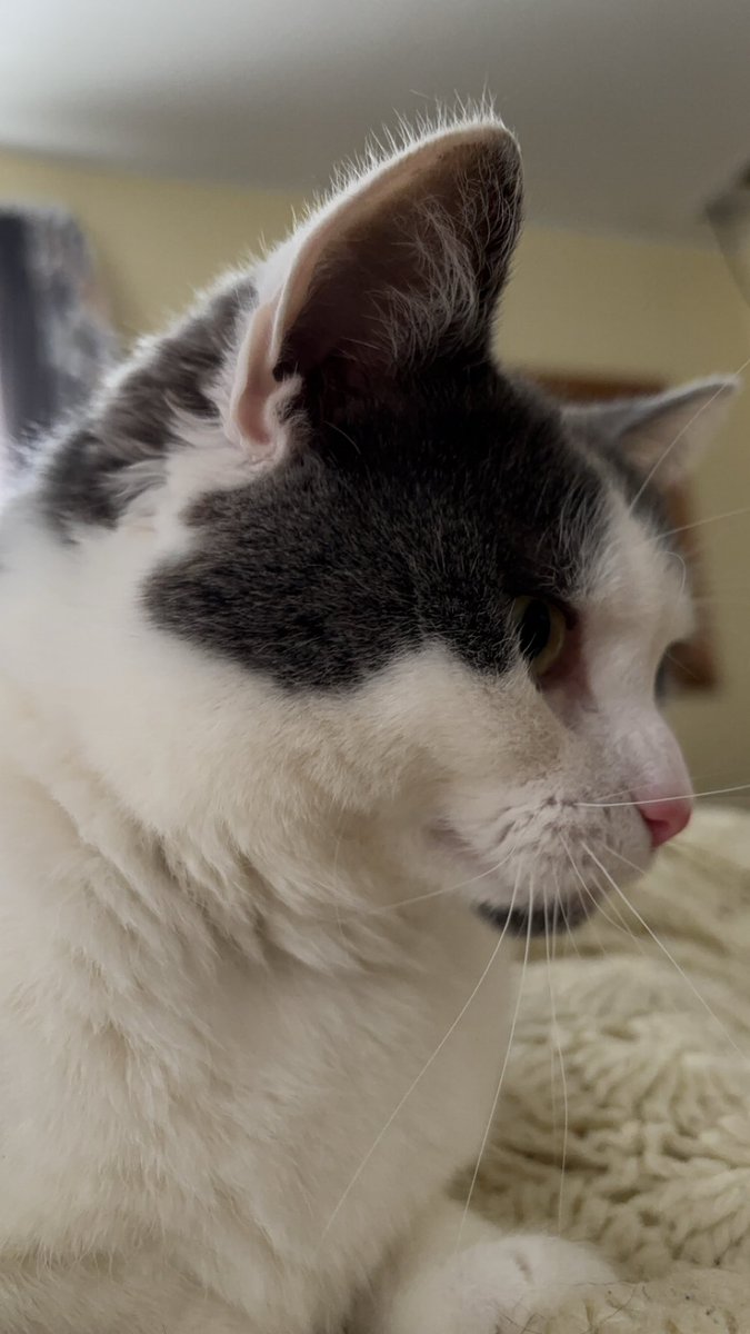 ˚ʚ♡ɞ˚

ill be a lil busy for the next day! heres cresent my moms cat to apologize for the inconvenience ! 🩷

this goes for all my accounts!