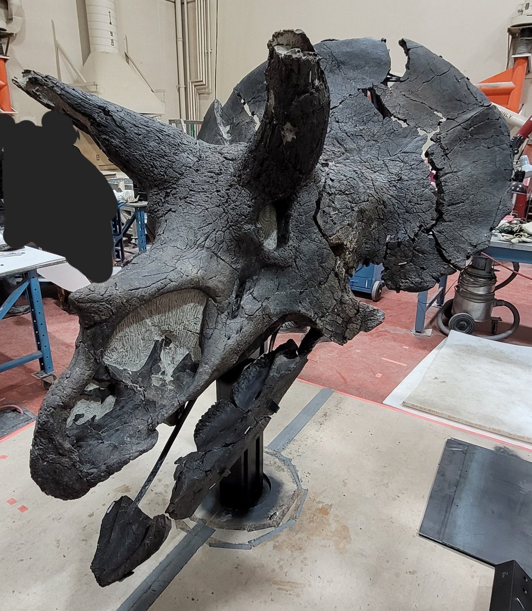 Calli, one of the largest known Triceratops skulls known. It’s something like 1.8 meters long and 1.5 meters wide. It’s now on display <a href="/RoyalTyrrell/">Royal Tyrrell Museum of Palaeontology</a>, picture from <a href="/AHappySauropod/">Brady Holbach</a>