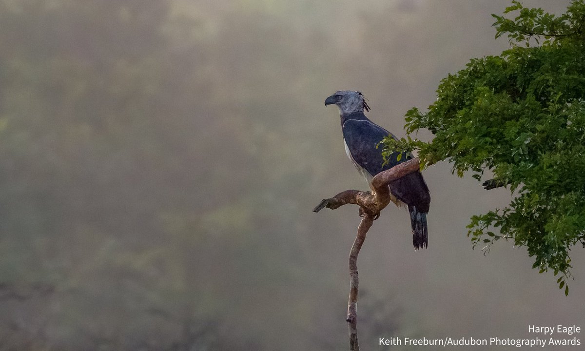 After logging brought down the nests of two young Harpy Eagles in Bolivia, dedicated conservationists spent years preparing the majestic birds for a return to the wild. Read their story: bit.ly/41ftShJ