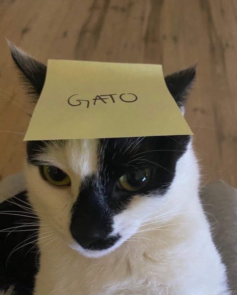 PunchingCat's tweet image. G A T O