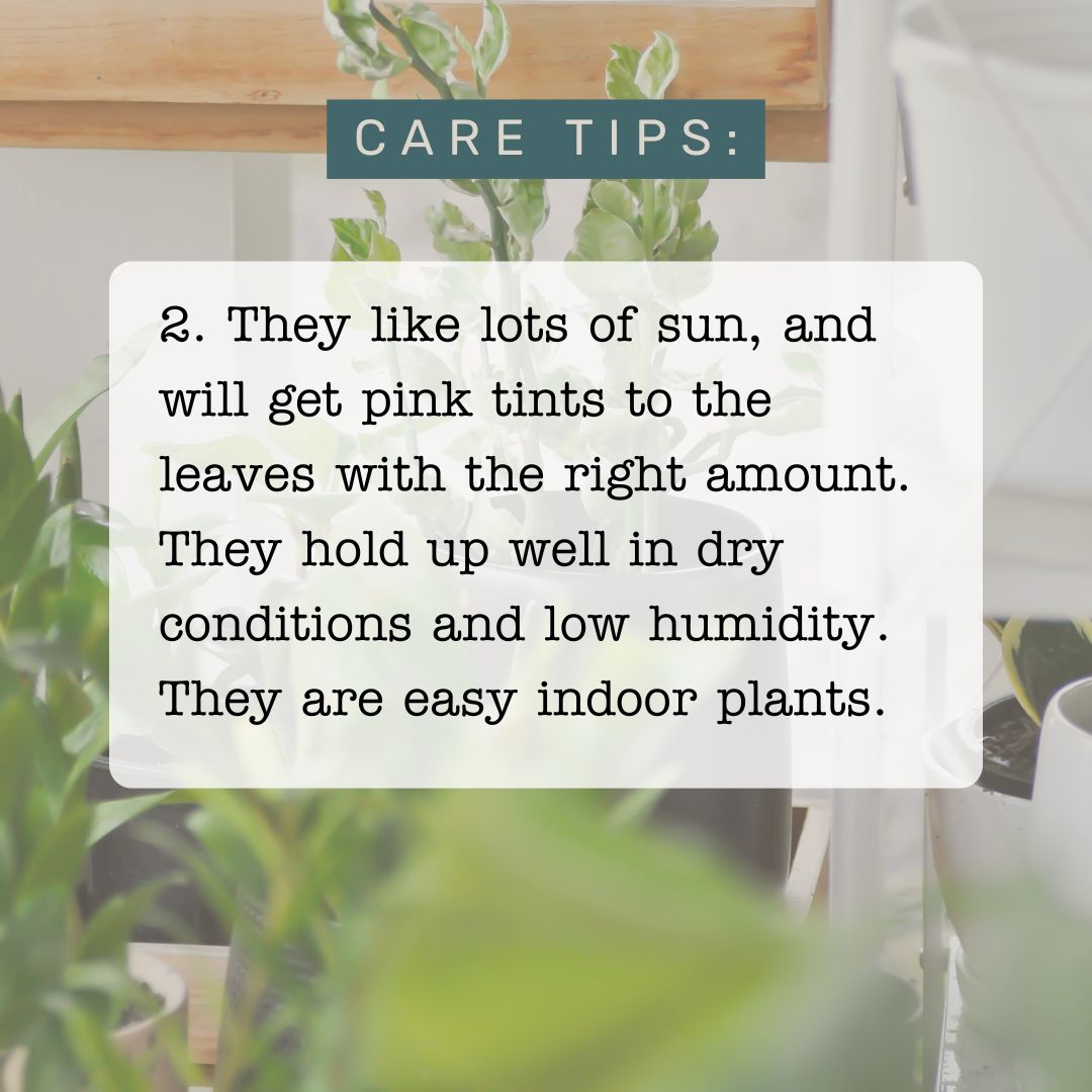 CPohland76123's tweet image. Devil’s Backbone might sound intimidating, but this plant is anything but a nightmare! Swipe through to learn everything you need to keep this zigzag beauty thriving.

#SnGPlantastic #SnGMarketingOfficial #DevilsBackbone #PlantCareTips #EasyPlants #ZigZagPlant