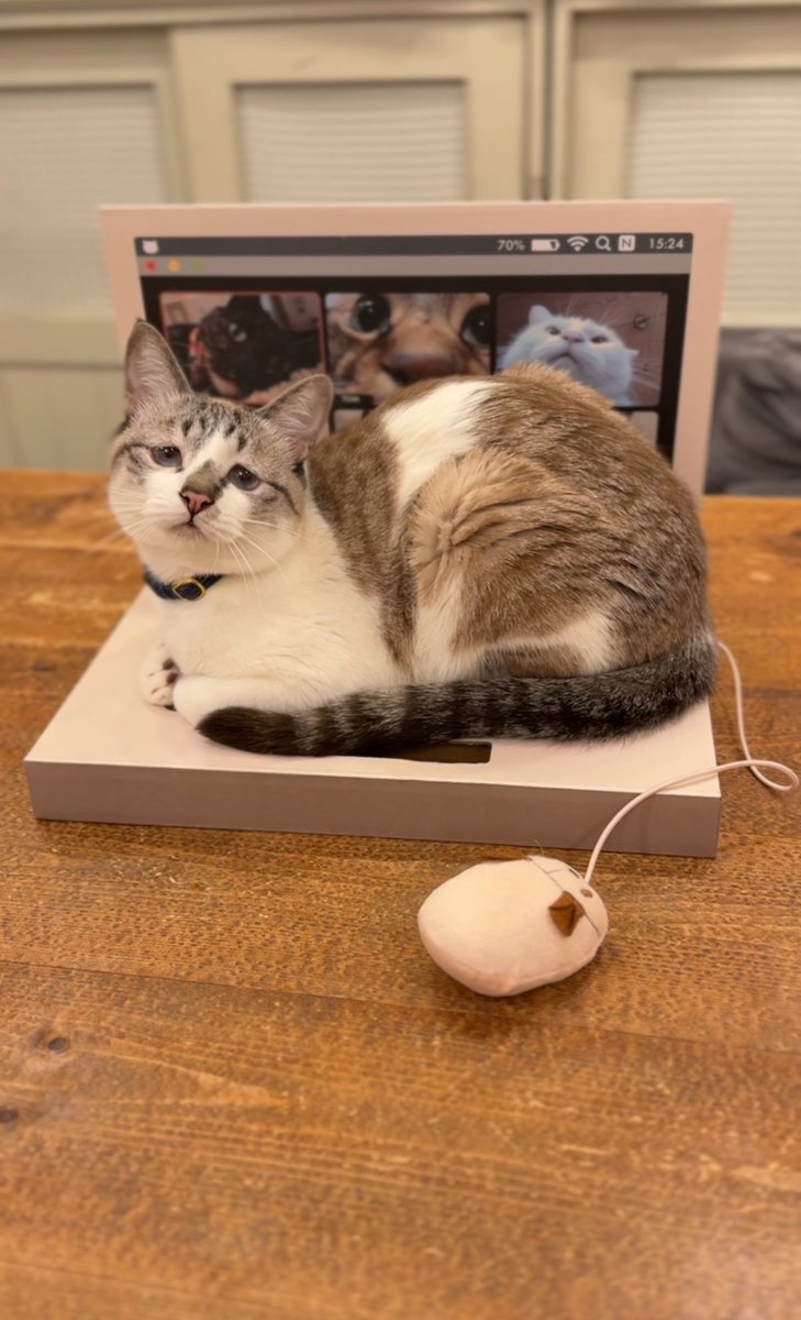 3coinsのPC爪とぎあげてみたら即上に乗ってきて正解の使い方すぎる