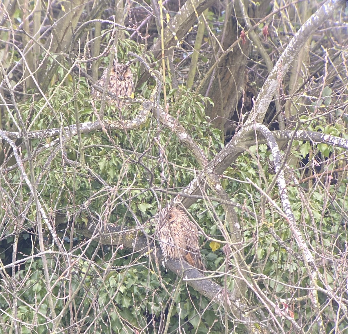 <a href="/gninwoDeoJ/">Joe</a> Yes in the ivy by the hide 😄 We had another two that we could pick out across the water (although more had been reported earlier that day!) was amazing how much the angle changed whether you could see them