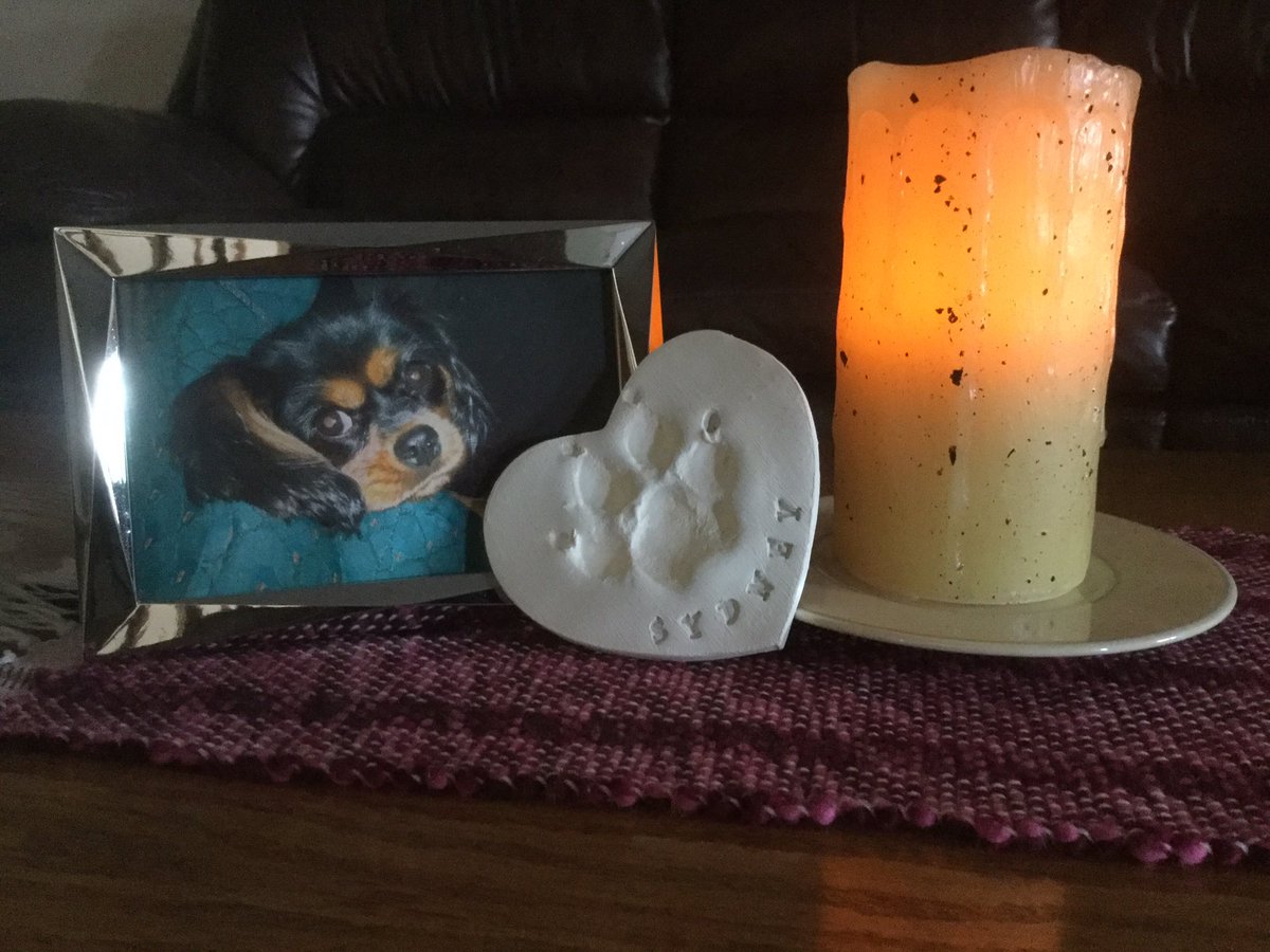 Christi55251527's tweet photo. @SunneeSummer 
#Rememberingsummer 
Sweet doggie you will be so welcome in the Rainbow Pack.  My Sydney and the others will watch over you❤️ https://t.co/p9nRNOx5Vc