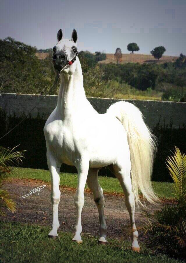 الله عطاكِ الزين ... والزين جذاب
وأعطاكِ فوق الزين ... عقل ولباقه
وأعطاكِ ربٍ خالقك ... خلق وأداب
كلك على بعضك ... جمال وأناقه 🦋💗🦋