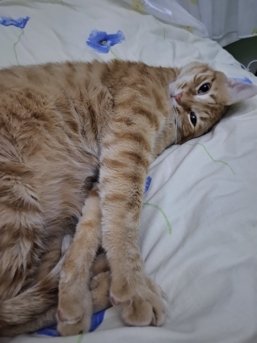 Fatih (@aganoluyoaga__) on Twitter photo 