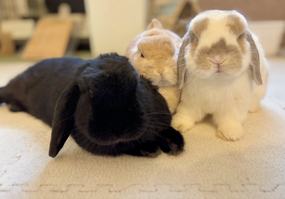 よーく見るとかむくんのおてってがいの様に乗ってる🫢