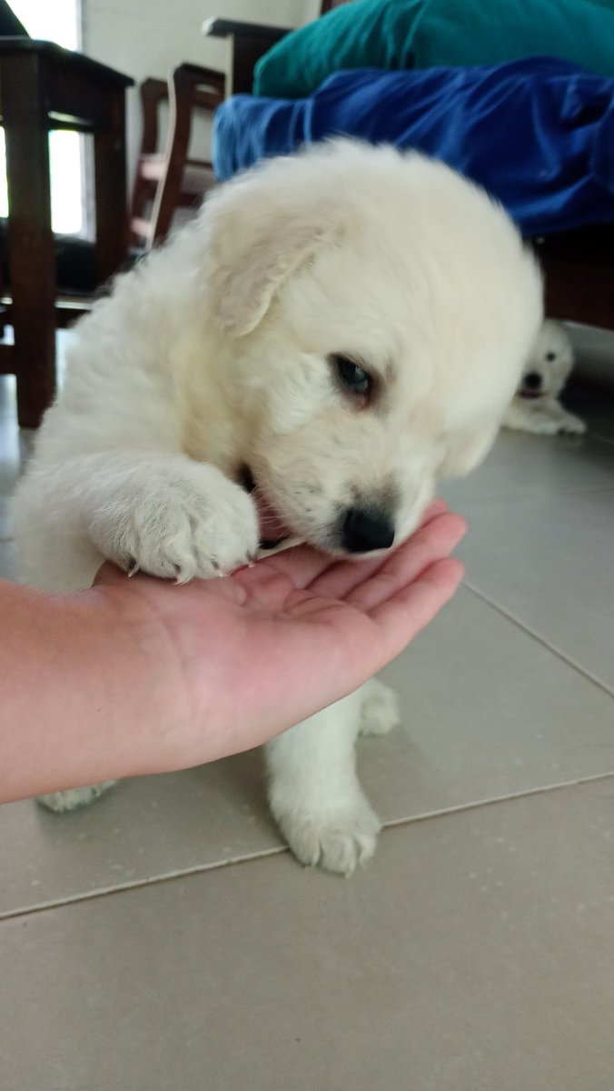 ElNegroVicente's tweet photo. Cachorritos kuvasz, 32 días.
#dog #dogcute #dogsofinstagram #kuvaszpuppies #kuvasz #kuvaszlove #kuvaszhungary #kuvaszuruguay #kuvaszlove #pastorhungaroargentina #kuvasz #kuvaszargentina #dog #kuvaszhungary #kuvaszuruguay https://t.co/XQR8krdXMg
