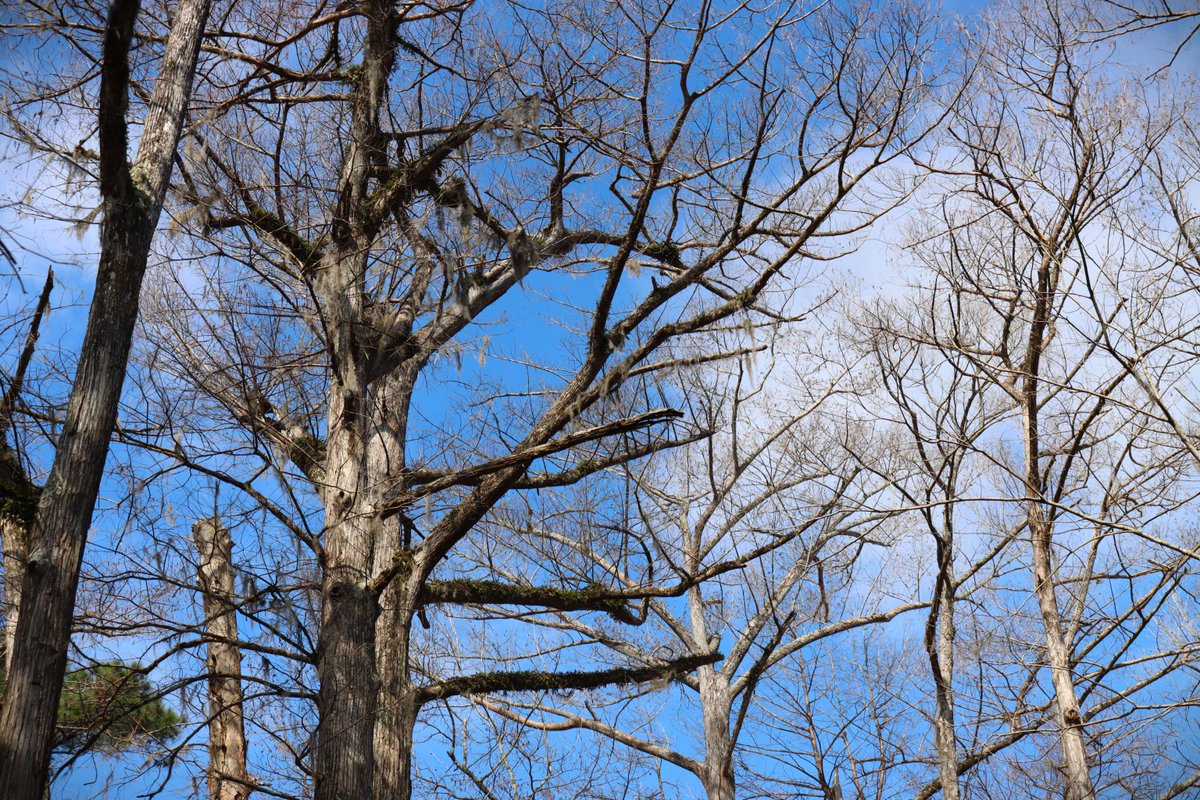 Trees leafless and bare
The air chills like ice on skin
The swamp in winter

#BigThicket #haiku #winter #baldcypress