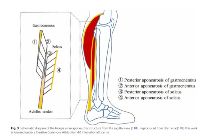 The Football Physio tweet media