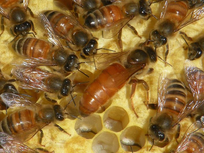 MY DAILY BEE FACTOID
There is 1 QUEEN BEE per hive - the mom of all the other BEES; the only fertile member of the colony &amp; lays about 1,500 eggs/day in spring &amp; summer. Queens have long abdomens &amp; small wings. They are groomed by a RETINUE of workers.
Please RT  #savethebees