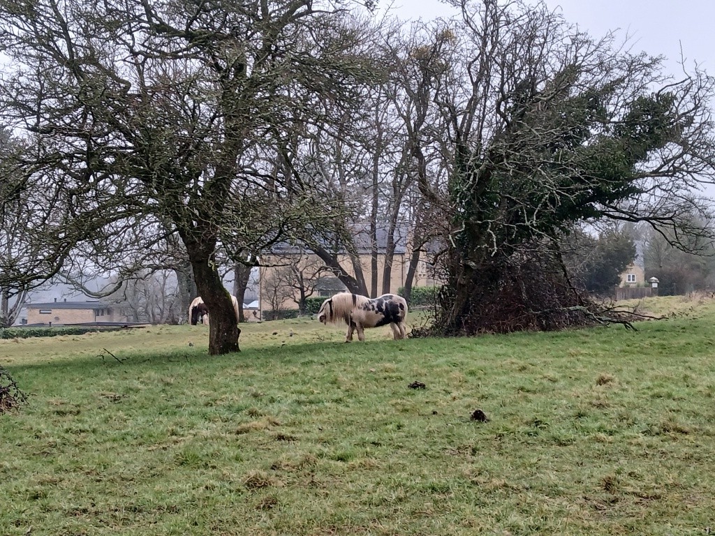 Kate Ashbrook (@campaignerkate) on Twitter photo Atmospheric walk yesterday over Besbury, Minchinhampton & Rodborough Commons, Glos, with <a href="/chrisshortccri/">Chris Short</a>, limited views but lovely. Atmospheric walk yesterday over Besbury, Minchinhampton & Rodborough Commons, Glos, with <a href="/chrisshortccri/">Chris Short</a>, limited views but lovely.