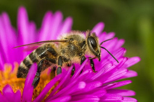 MY DAILY BEE FACTOID
Each HONEYBEE has 170 odorant receptors meaning they have one serious sense of smell! They use this to communicate within the hive &amp; to recognize different types of flowers when looking for food.
Please RT. #savethebees