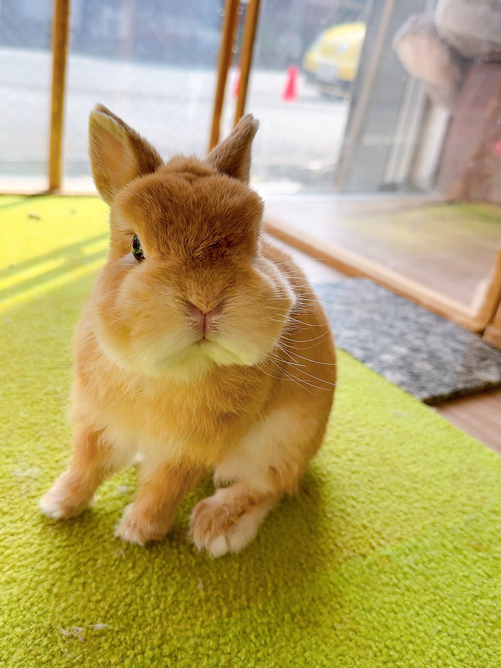 控えめなうたっち？ そして、おすわり🐰💓 . . . #うさぎ #ウサギ #こうさぎ #ネザーランドドワーフ #ネザーランドドワーフ男の子  #チョコレートオター #チョコレートオター男の子 #うさぎのいる生活 #うさぎのいる暮らし #うさぎと暮らす #うさすたぐらむ #うさぎすき 