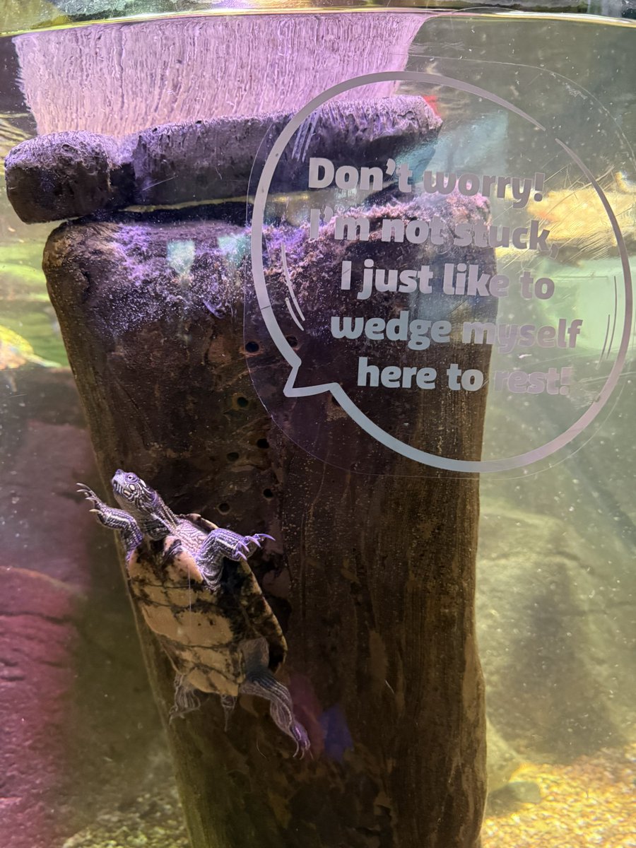 Neofyre7's tweet photo. Look at this problem child of a terrapin, what a legend https://t.co/wIc24E9wcs