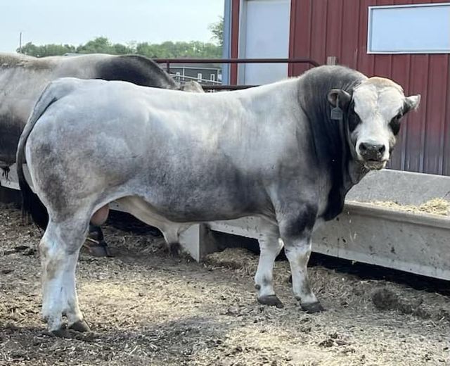 A 15 month old 2-copy Piedmontese bull..... 
We can them "2-copy" because they carry 2 copies of a unique gene that makes their beef consistently tender but also lean.
Saying "2-copy" seems easier than saying "homozygous" 😀