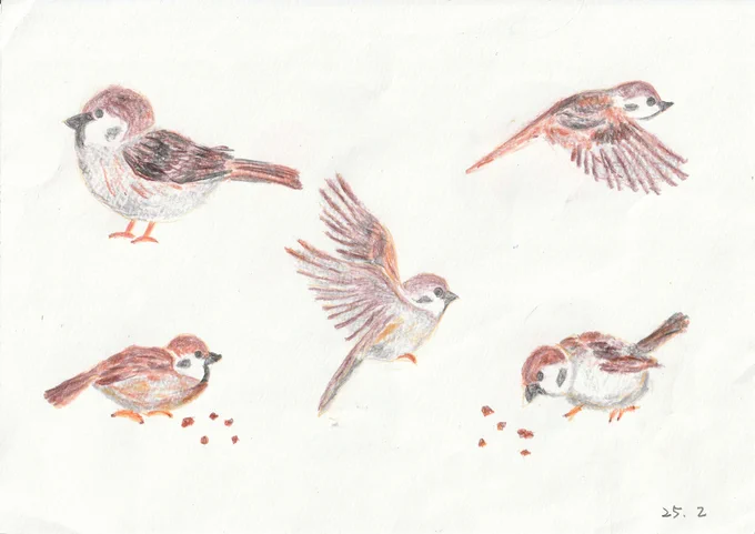 母に色鉛筆で鳥を描く本を送ったら、スズメを送ってきた。 