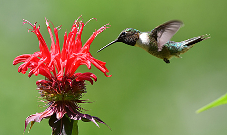 Don't let your Tuesday night be boring! 📅✨ Join us at Purcellville Library on 2/18, 7pm to learn how to create a bird-friendly habitat. 🐦🌿 Sherri from Wild Birds Unlimited &amp; our own Julie will share expert tips. Don’t miss it! 📚🎤 #NativePlants #BirdHabitat #WildlifeFriendly