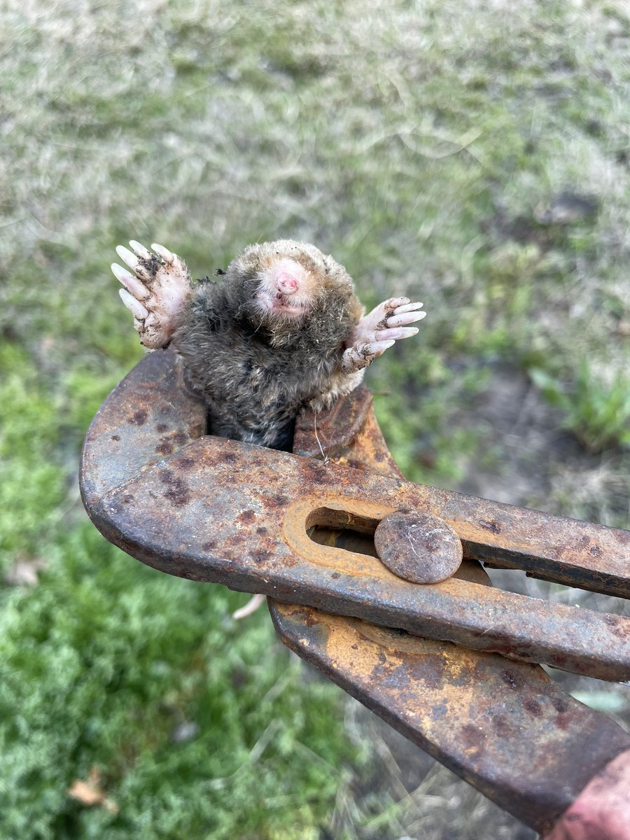 dolphinwangz's tweet image. The last thing he never saw was my orange cat named Mandy