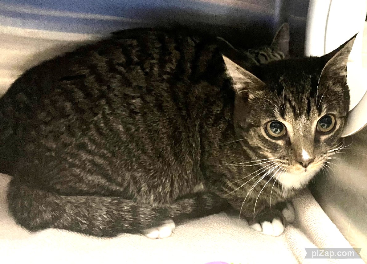 THERE ARE 33 ANIMALS ( 12 CATS &amp; 21 DOGS)  AT RISK FOR TUESDAY 02/18/25 DEADLINE IS NOON. PLEASE SHARE, FOSTER, ADOPT, TAG FRIENDS, POST TO SOCIAL MEDIA SITES, PLEDGE TO  HELP SAVE THEIR LIVES. NEW PHOTOS. newhope.shelterbuddy.com/animal/list