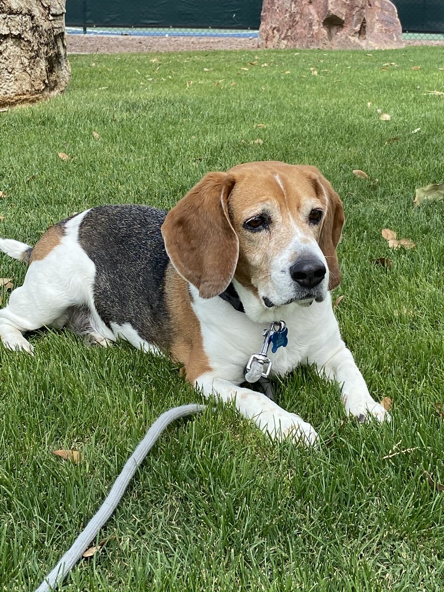 gbeeding's tweet image. Hello @beaglefacts - I am so very sad to report that one of your most ardent followers, Rumi the rescue beagle, made his journey to the rainbow bridge last night.  He was my best-ever friend and goodest of good boys. 💔
