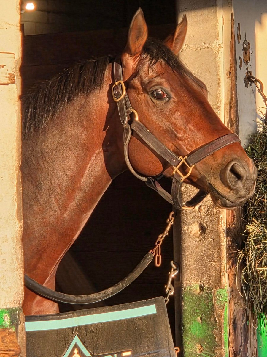 2 1/2 years ago we were blessed to purchase Nutella Fella!  The blessings continue as he has been invited to Dubai to run in the Golden Shaheen on April 5th!   Stay tuned!