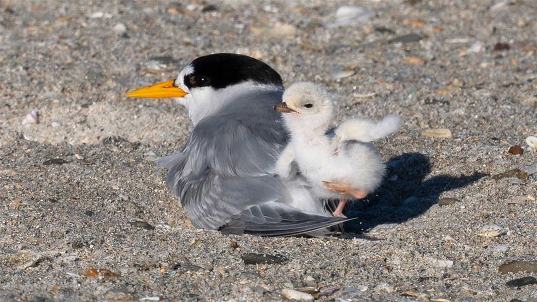 We are reminding the public of the critical importance of protecting tara iti (fairy tern) nesting sites following an incident at Mangawhai Heads in late December 2024, during the birds' peak breeding season.

Find out more here: bit.ly/4hDlf6h