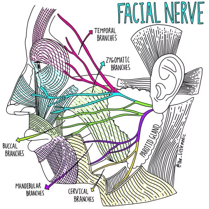 Facial nerve