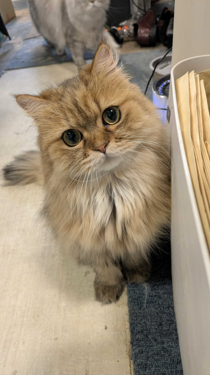 ヾ(･∀･`o)ﾈｪﾈｪ

#cat  
#catlife 
#猫好きさんと繋がりたい 
#猫の居る暮らし 
#猫好き