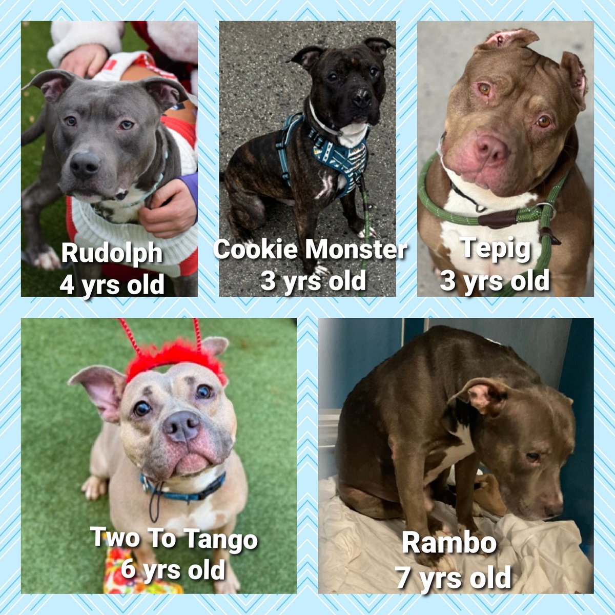 MoishesMom's tweet image. Peeps - it’s not good ☹️  9️⃣ pups on the NYCACC 💉kill list   AND

         2️⃣1️⃣  Pups At Risk 4️⃣ 💉 😭👿

2️⃣ Save all we need 3️⃣0️⃣  #Fosters 😭

We need #Rescues   We need #Pledges

New Yorkers 🛑 Dumping your pups &amp;amp; making the City deal w/your Disloyalty👿

🚫#DeathRowPupsNYC