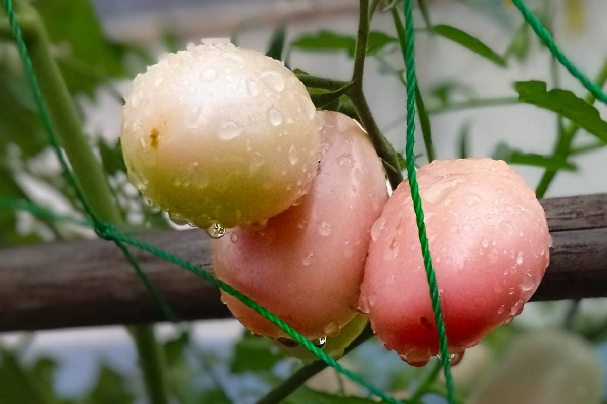 เมืองกระบี่ หลังฝนเมื่อคืน 17/02/2025 น้ำคือตัวแปรสำคัญต่อชีวิตจริงๆ*⁠\⁠0⁠/⁠* <a href="/MrVop/">ѴѺҎ</a>