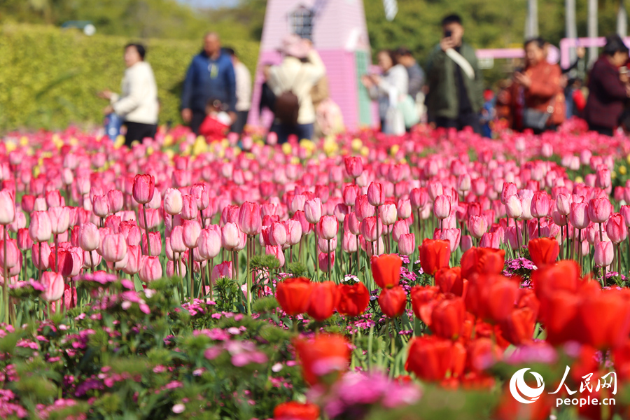 Huanqiu_com's tweet image. 🌷✨ #Tulips are in full bloom in Xiamen! The Xiamen Horticulture Expo Garden is bursting with vibrant red and pink tulips, adding a pop of color to the city. Perfect time for a stroll or a photo op! 📸🌸 #FlowerSea #SpringInChina