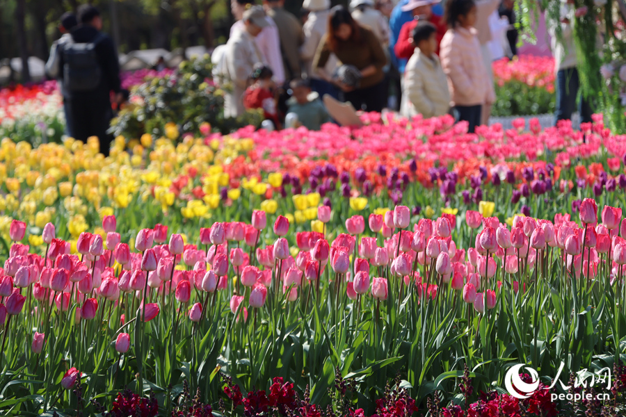Huanqiu_com's tweet image. 🌷✨ #Tulips are in full bloom in Xiamen! The Xiamen Horticulture Expo Garden is bursting with vibrant red and pink tulips, adding a pop of color to the city. Perfect time for a stroll or a photo op! 📸🌸 #FlowerSea #SpringInChina