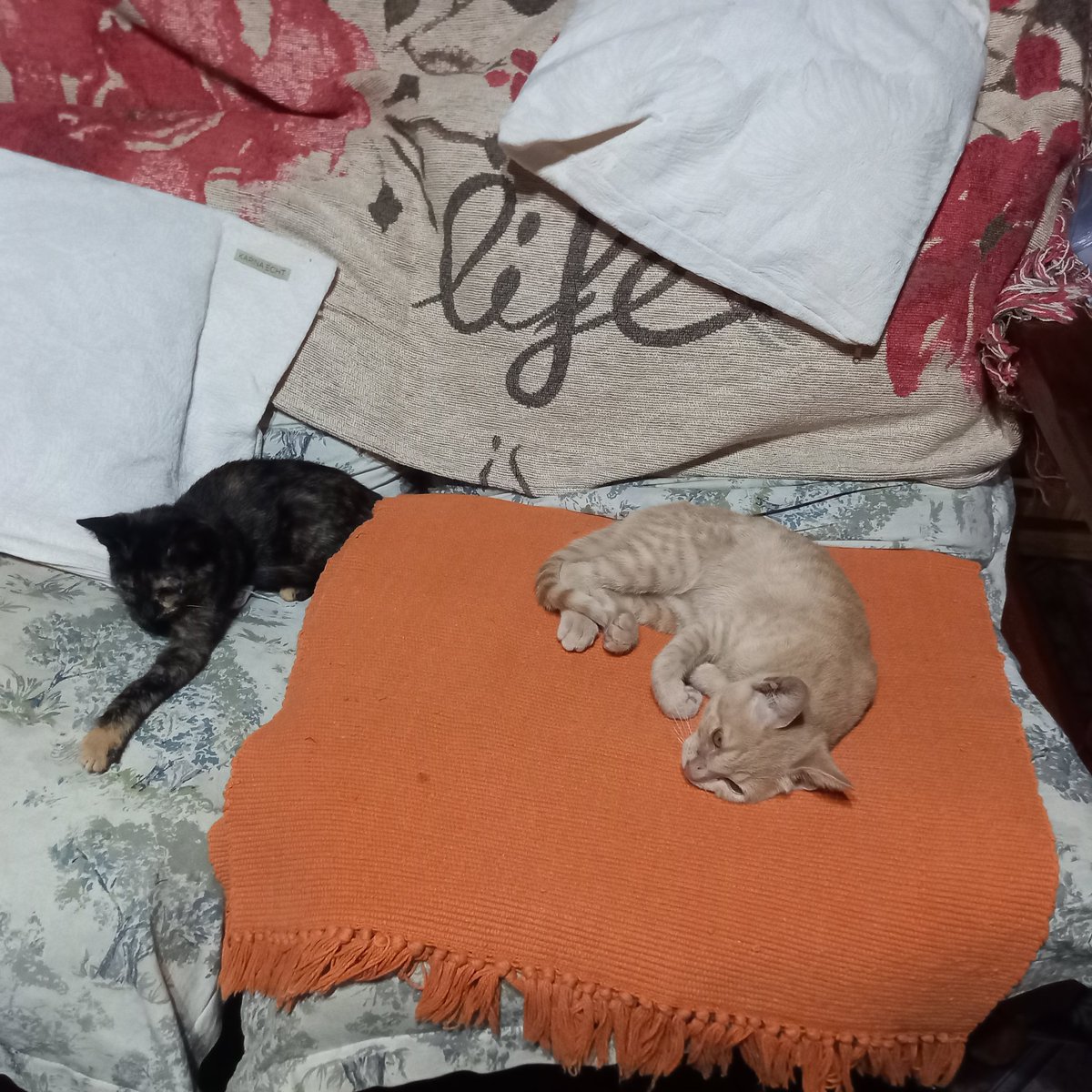Norbert54111425's tweet photo. Soy super full #TeamPERRO, pero también quise cambiarle la vida a éstos hermanitos, se que ellos son más agradecidos que los humanos 
Bienvenidos a mi vida 💛 ❤️ 💕 https://t.co/zA1n4wQwuL
