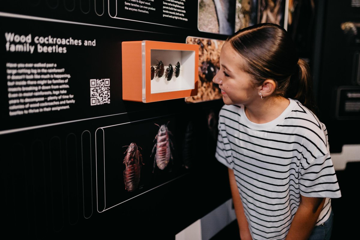 Farewell, Six-Legged Superheroes! 🦋🐜🐞
As we say goodbye to Insect Agency, we want to thank everyone who explored the incredible world of insects with us! 
Keep an eye out for our next exciting exhibition coming soon!
#InsectAgency #QMtropics